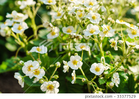 strawberries in the garden 33377529