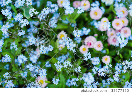 spring meadow spring meadow 33377530