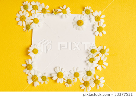 daisy flowers on the paper card daisy flowers on the paper card 33377531