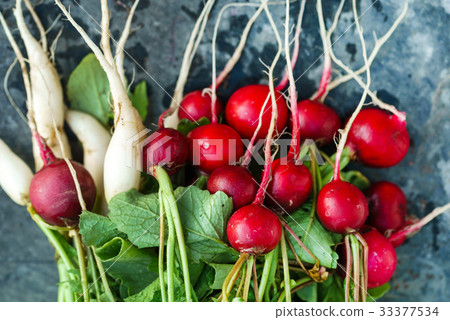 fresh radish fresh radish 33377534
