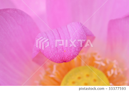 Gyeonggi-do, Gyeonggi-eup, Buyeo-gun, Chungnam, Korea 33377593