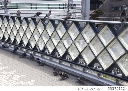 Dovato gather in the shade Dovato gather in the shade 33379112