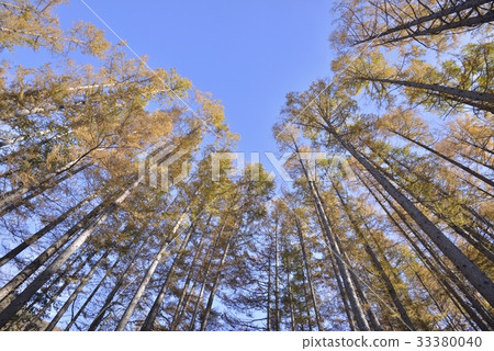 Lycaed colored leaves 33380040