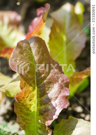 salad leaves salad leaves 33380691