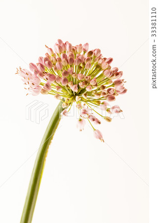 Allium flower isolated 33381110