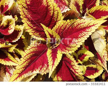 Skullcaplike coleus Skullcaplike coleus 33381411