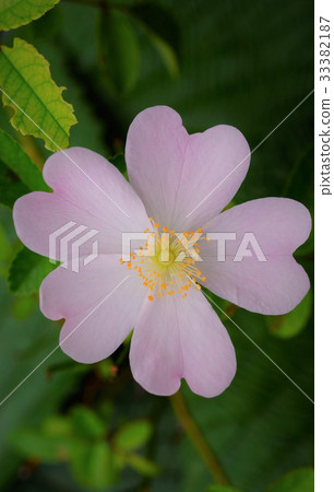 迷你玫瑰盆景（一種沒有名字的新物種） 33382187