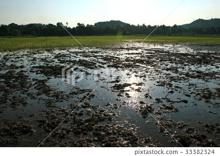 Agriculture field after harvest season in Thailand Agriculture field after harvest season in Thailand 33382324
