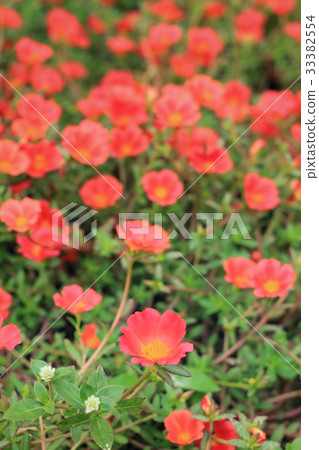Portulaca Flowers 33382554