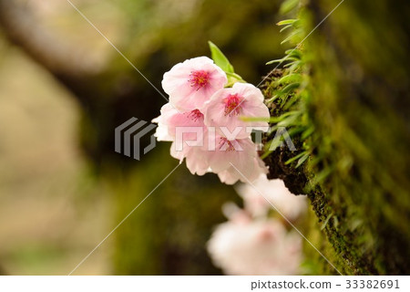 Cherry blossom ⑥ Cherry blossom ⑥ 33382691