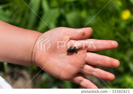 Child who caught tadpole 33382821