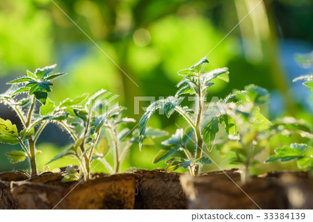 Tomato plants in the early stages of growth. Tomato plants in the early stages of growth. 33384139