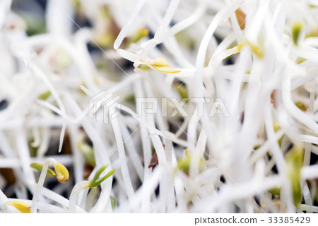 fresh sprouts fresh sprouts 33385429