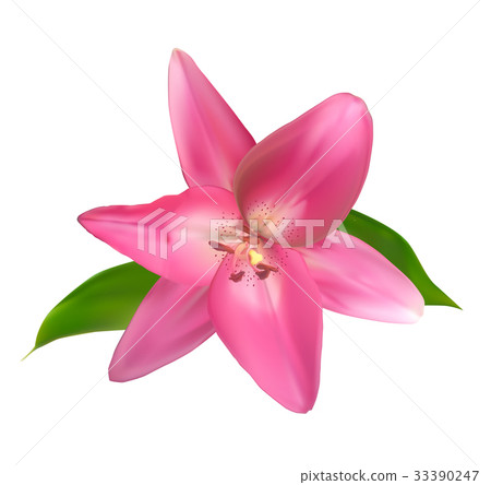 Realistic Pink Lily Vector Illustration 33390247