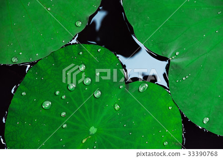 Close-up tropical lotus leaves with drops of water Close-up tropical lotus leaves with drops of water 33390768