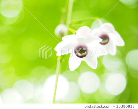 Forest fairy shrimp Forest fairy shrimp 33390935