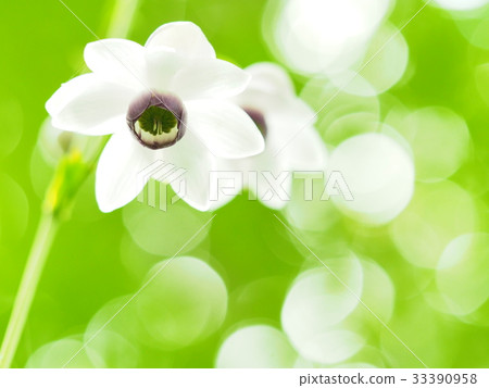 Forest fairy shrimp Forest fairy shrimp 33390958