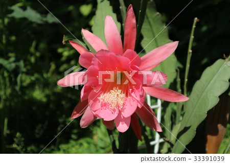 Epiphyllum phyllanthus cactus big pink flower 33391039
