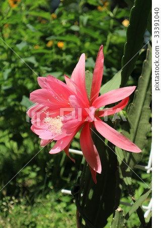 Epiphyllum phyllanthus cactus big pink flower 33391040