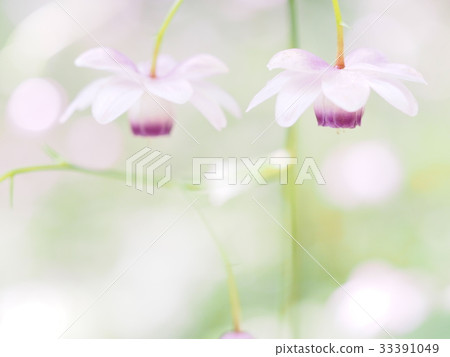 Forest fairy shrimp Forest fairy shrimp 33391049