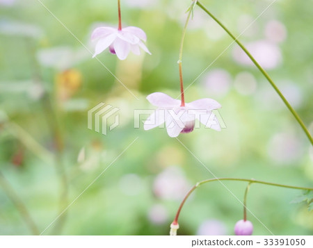 Clusters of Japanese sage Clusters of Japanese sage 33391050