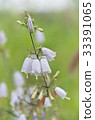 Adenophortriphylla 33391065