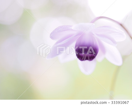 Forest fairy shrimp Forest fairy shrimp 33391067