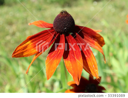 Rudbeckia hirta 'Summerina Orange' red flower 33391089