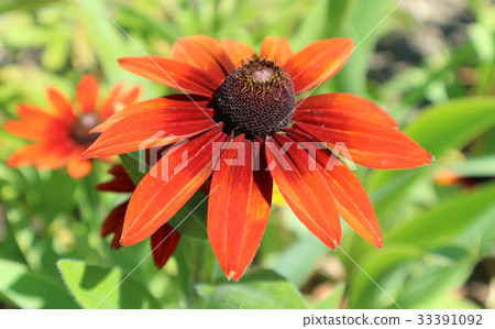 Rudbeckia hirta 'Summerina Orange' red flowers 33391092
