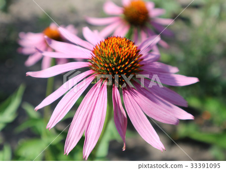 Echinacea purpurea flower Echinacea purpurea flower 33391095