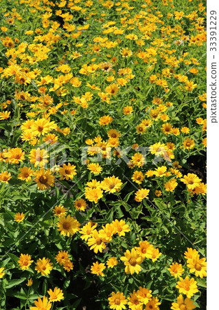 Heliopsis helianthoides yellow flowers meadow. Heliopsis helianthoides yellow flowers meadow. 33391229