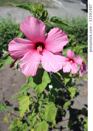 Hibiscus moscheutos big pink flower on a sunny day 33391497