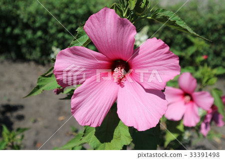 Hibiscus moscheutos big pink flower on a sunny day 33391498