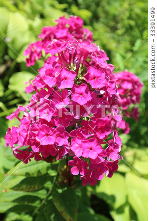 Phlox drummondii pink flowers on green leaves Phlox drummondii pink flowers on green leaves 33391499