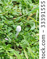 Shiroonitake 33391555