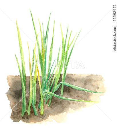 Small green onion Small green onion 33392471