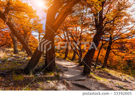 Path in the autumn forest. Patagonia, Argentina Path in the autumn forest. Patagonia, Argentina 33392605