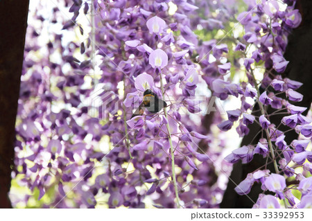 紫藤與紫藤 紫藤與紫藤 33392953