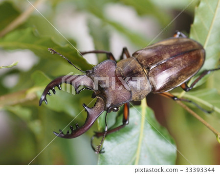 Miyamakuwagata 33393344