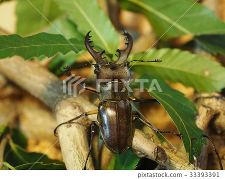 Miyamakuwagata 33393391