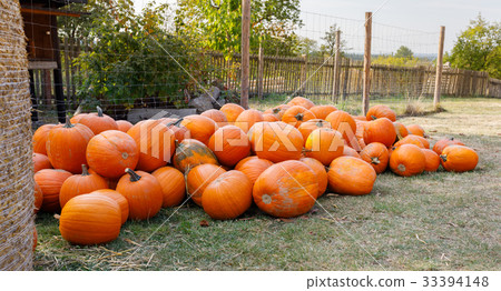 ripe autumn pumpkins on the farm 33394148