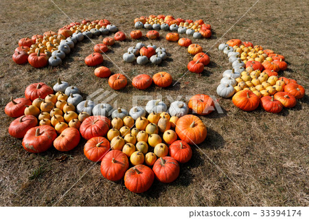 Ripe autumn pumpkins ornaments on the farm Ripe autumn pumpkins ornaments on the farm 33394174