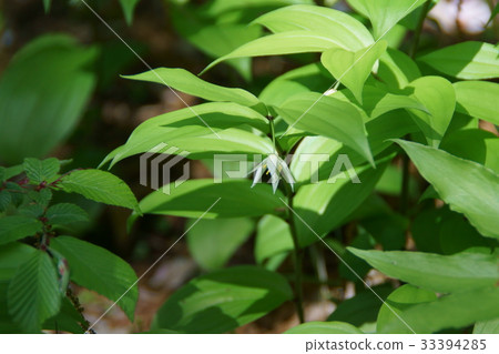 少年百合百合百合花語言“永遠握住我的小手” 少年百合百合百合花語言“永遠握住我的小手” 33394285