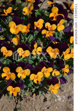 Pansy Viola Orange Jump Up 33394311