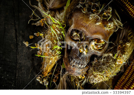 Human skull with corn shoots on the old wooden Human skull with corn shoots on the old wooden 33394397