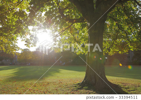 College of Oxford University College of Oxford University 33394511