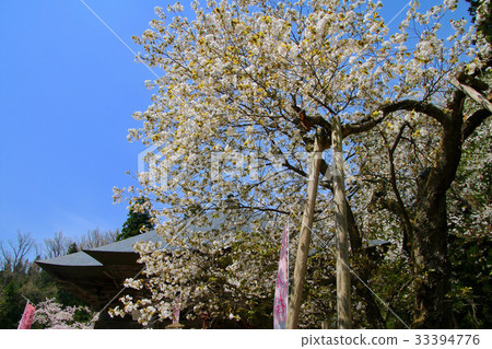 Ayodo-ji的虎尾櫻，會津五朵櫻花（會津美里町） 33394776