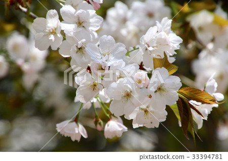 Tiger tail cherry of Ayodo-ji, Aizu five cherry blossoms (Aizu Misato-cho) 33394781