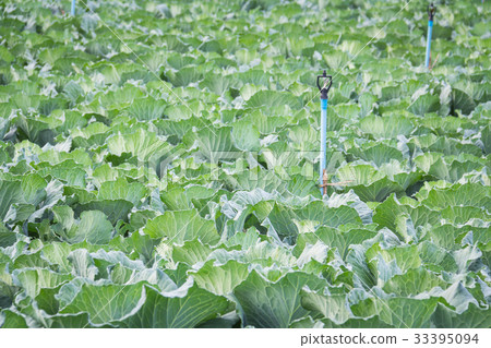 Cabbage in the garden on background 33395094