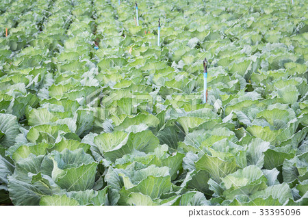 Cabbage in the garden on background 33395096